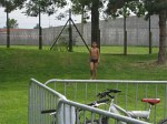 fete-du-sport-55.jpg