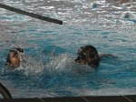 fete-du-sport-66.jpg