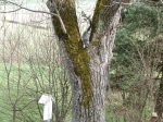sttr-162.jpg