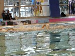 aquathlon-villeurbanne-127.jpg