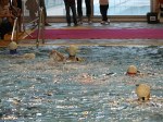 aquathlon-villeurbanne-96.jpg